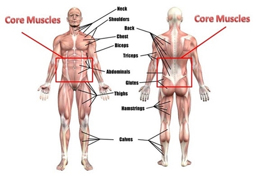اهمیت عضلات مرکزی بدن یا هسته core برای بازیکنان فوتبال (+همراه با فیلم های تمرینات اصولی برای تقویت عضلات مرکزی بدن) | FCDORFAK